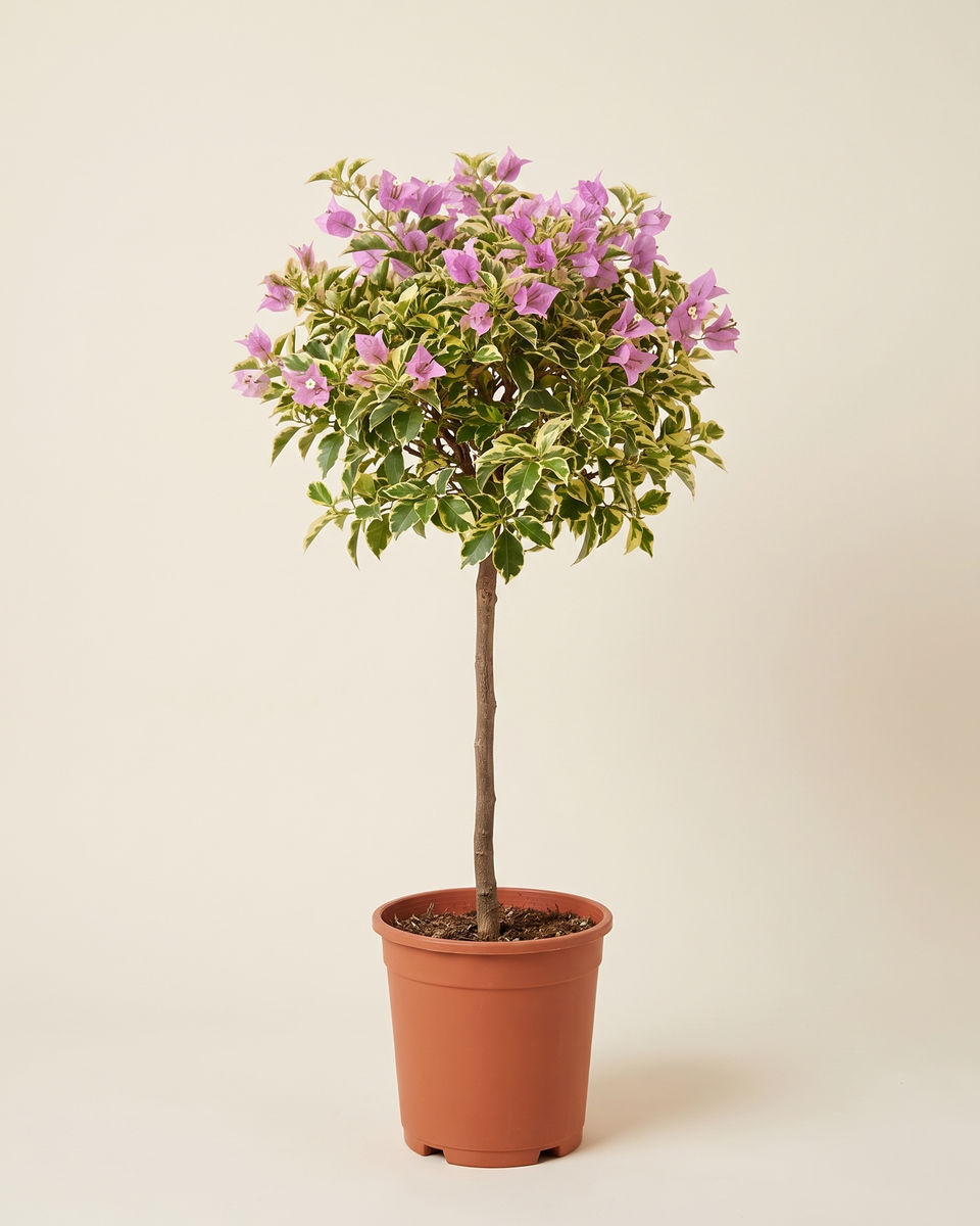 Bougainvillea Variegated Standard Tree (Young) جهنمية مبرقش الأوراق