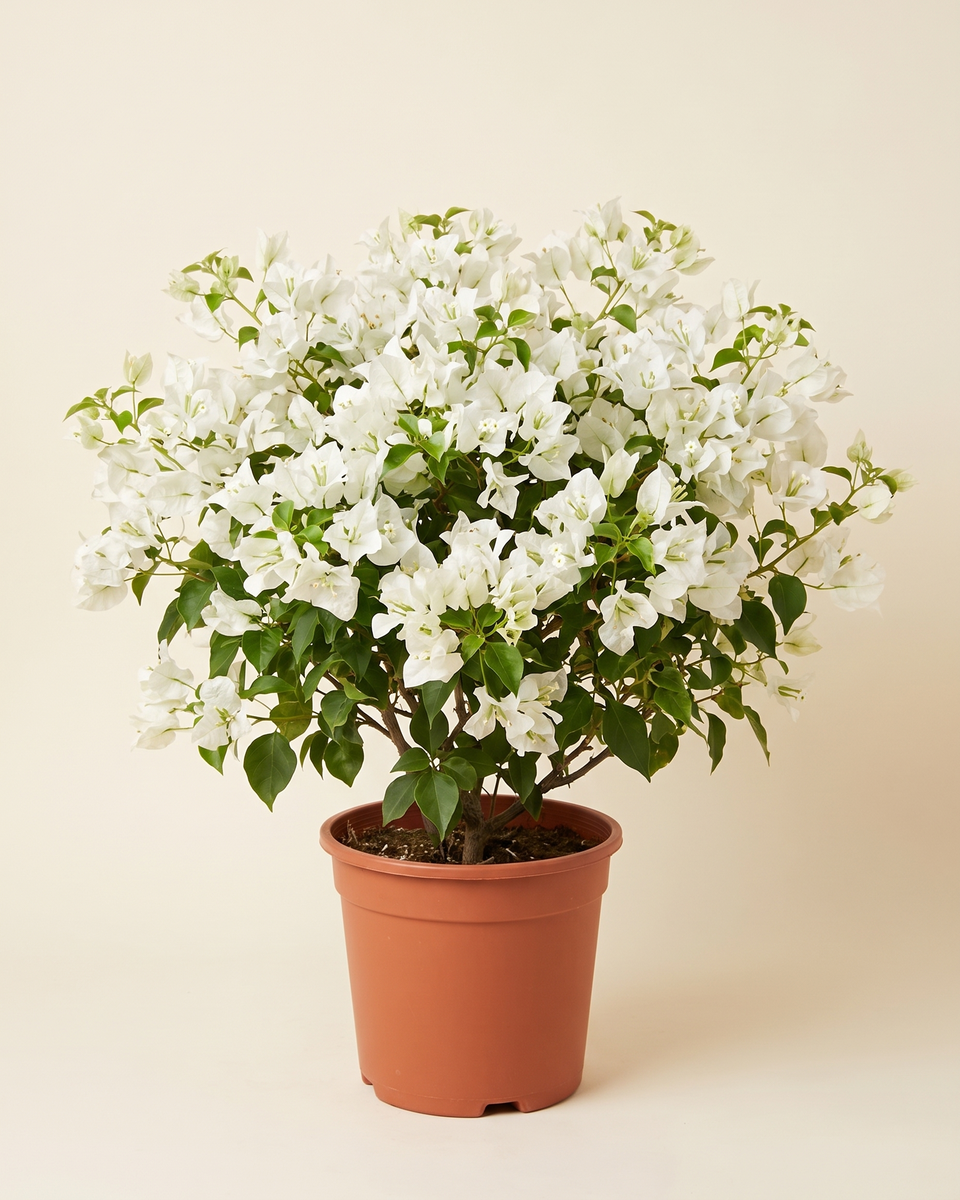 Bougainvillea White Bush جهنمية أبيض