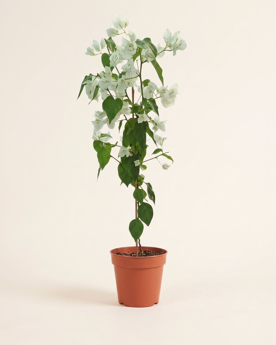 Bougainvillea White Cane Climber جهنمية أبيض
