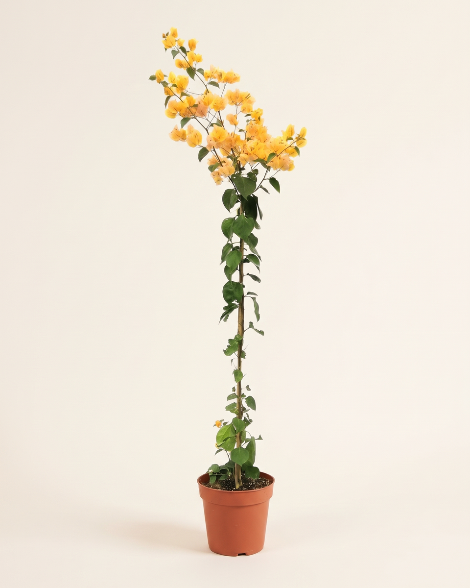 Bougainvillea Yellow Cane Climber جهنمية أصفر