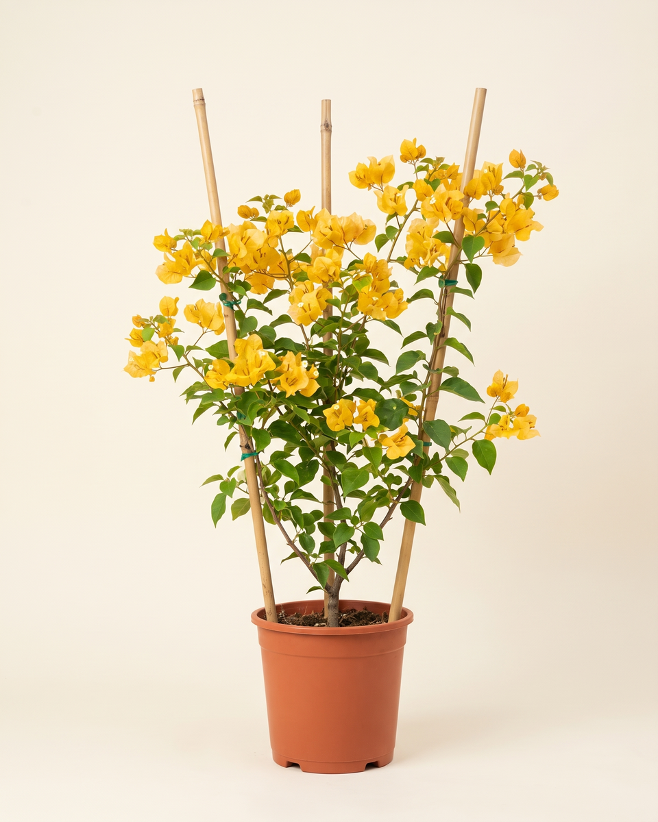Bougainvillea Yellow Multi-Cane جهنمية أصفر