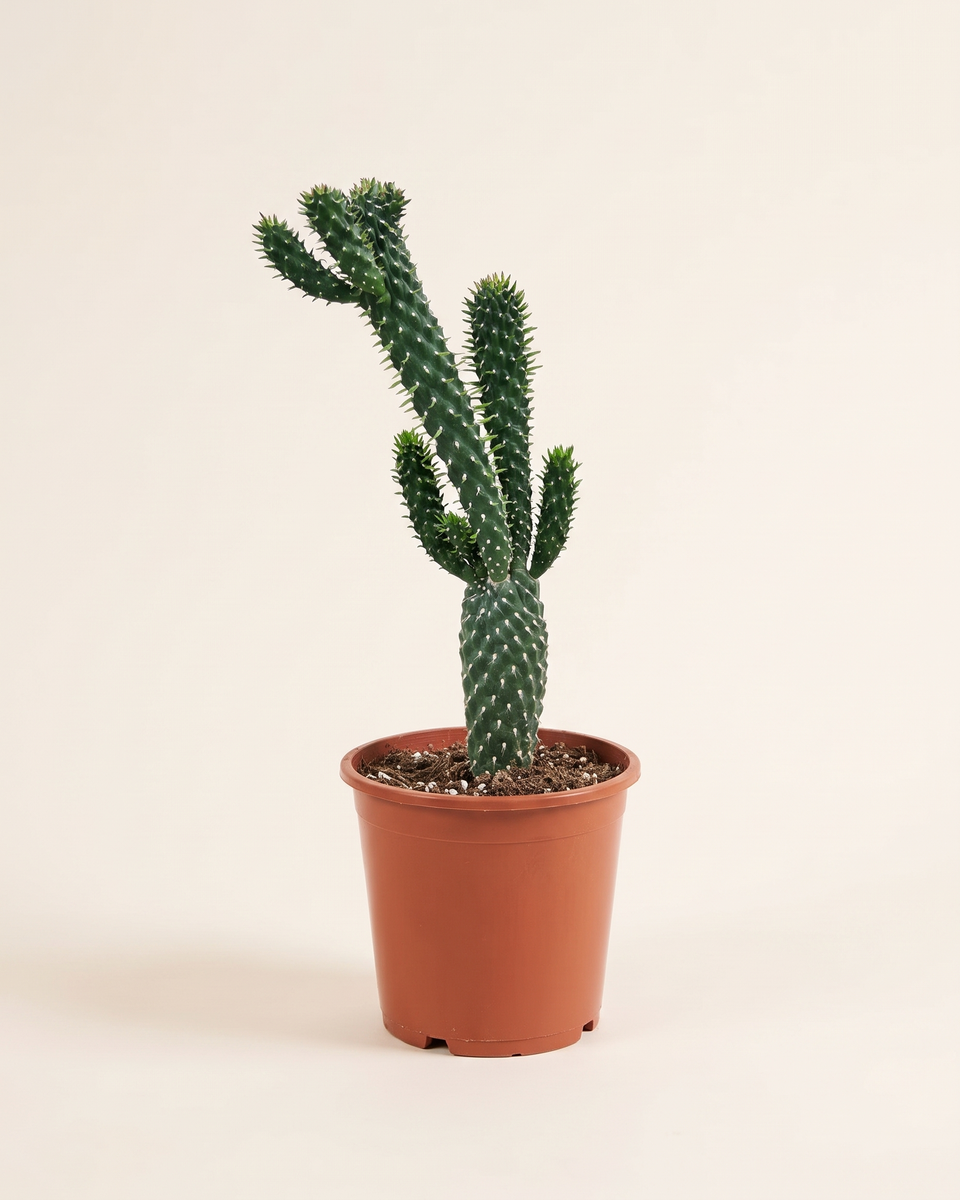 Cactus Austrocylindropuntia Bush صبار أوبونتيا أسطوانية