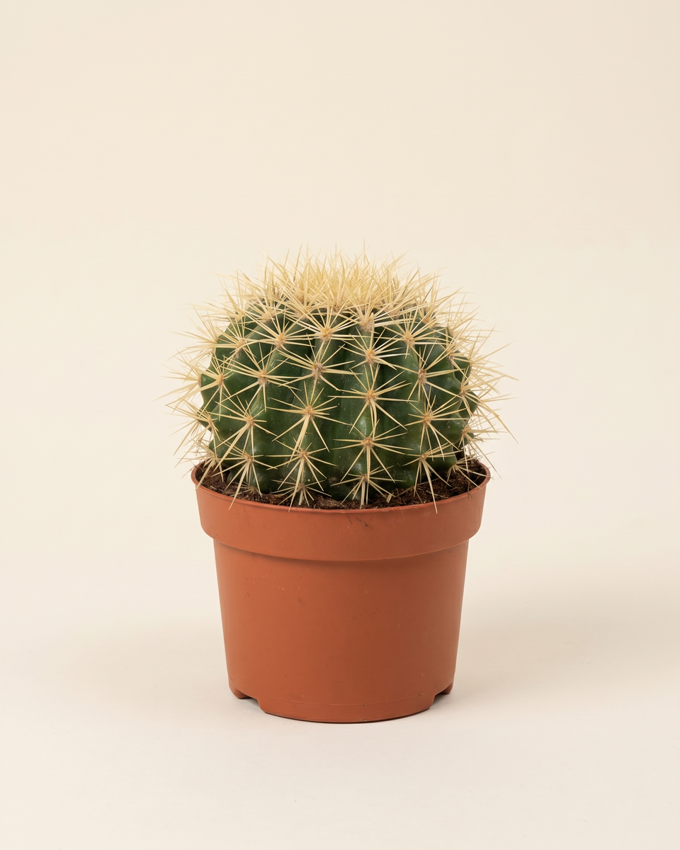 Cactus Echinocactus Grusonii Barrel صبار البرميل الذهبي
