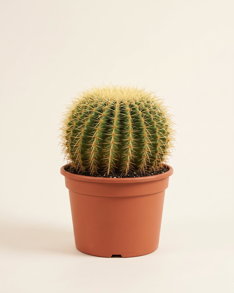 Cactus Echinocactus Grusonii Barrel صبار البرميل الذهبي