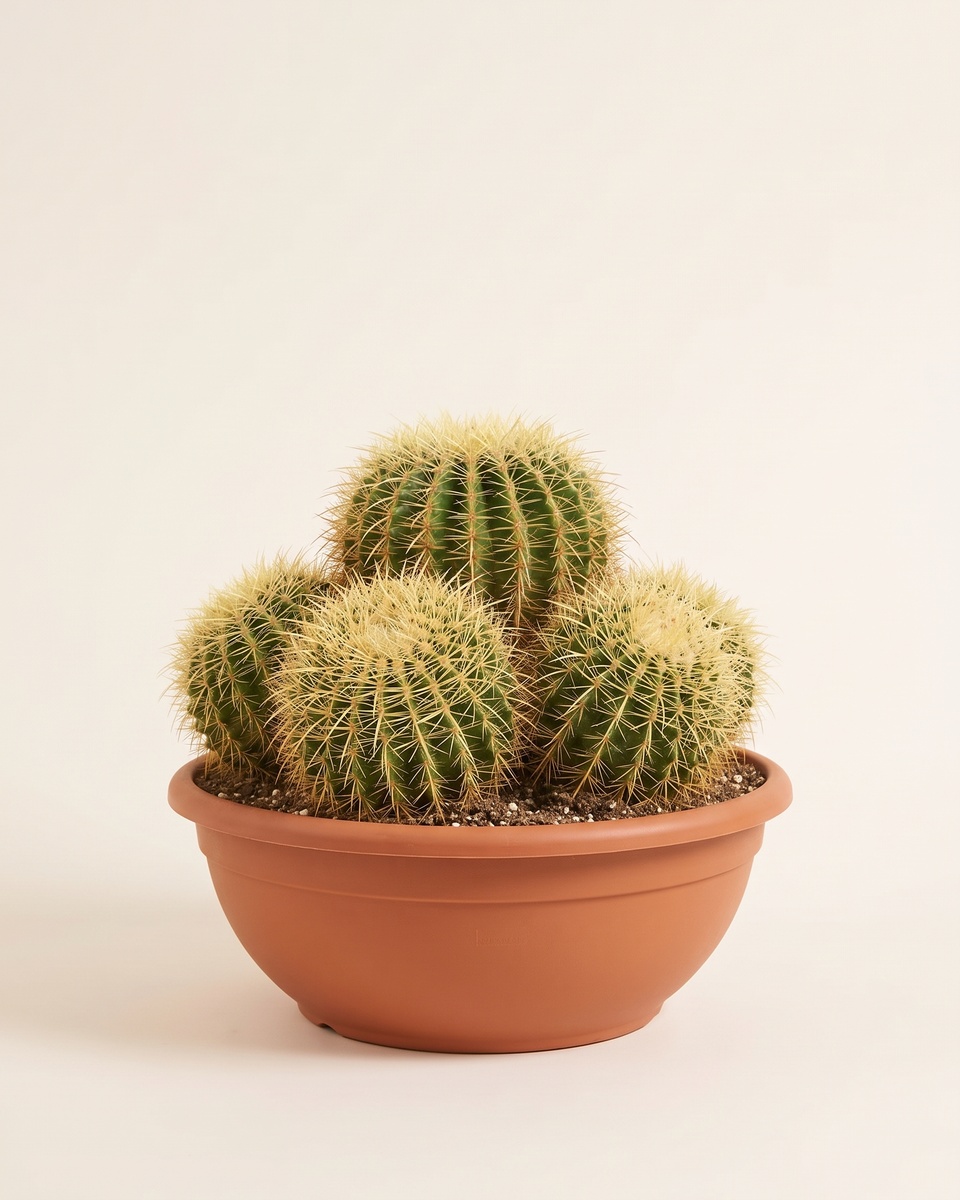 Cactus Echinocactus Grusonii Bowl صبار البرميل الذهبي