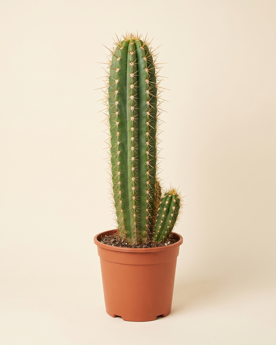 Cactus Echinopsis Terscheckii Column صبار إشينوبسيس