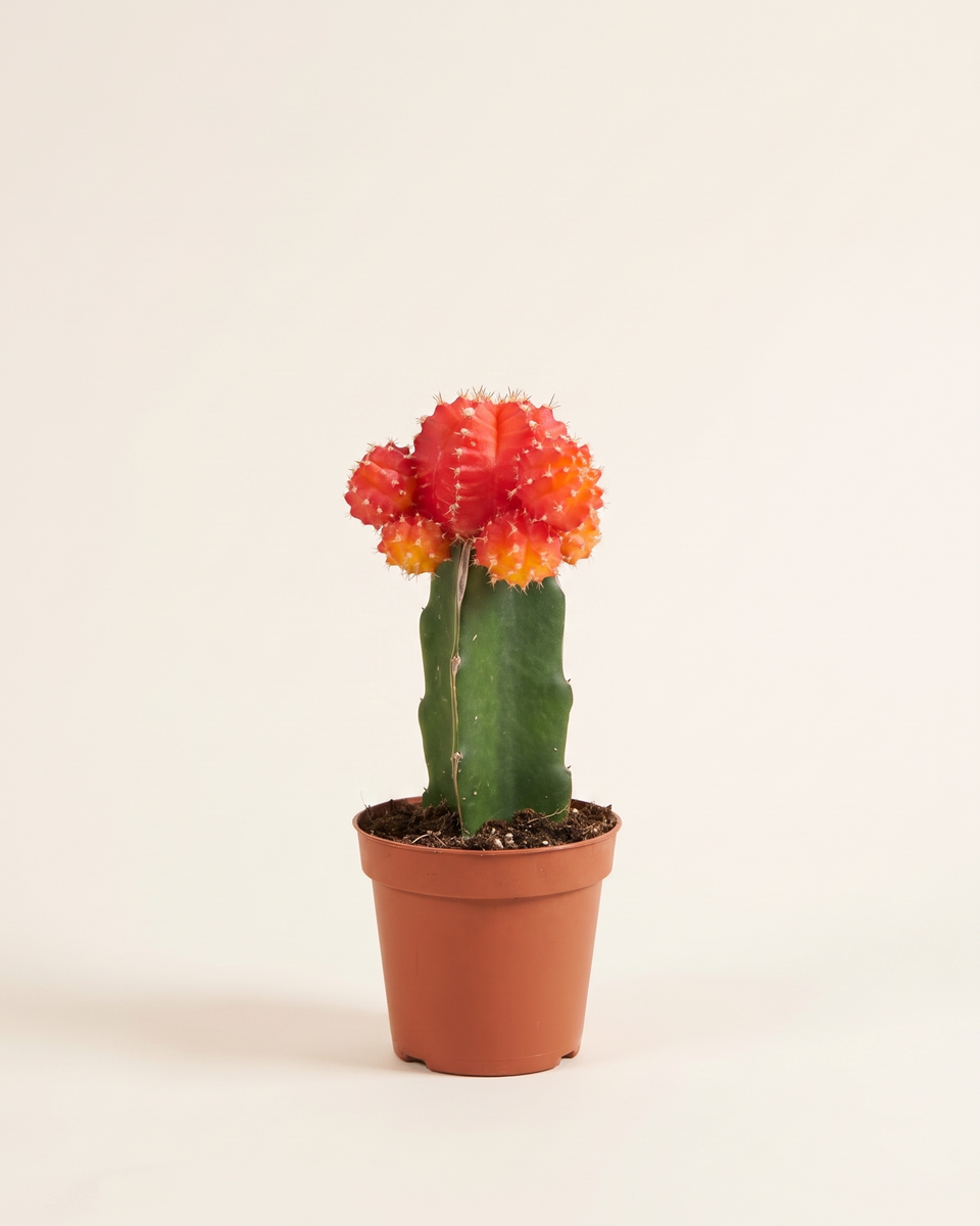 Cactus Gymnocalycium Grafted صبار جيمنوكاليسيوم