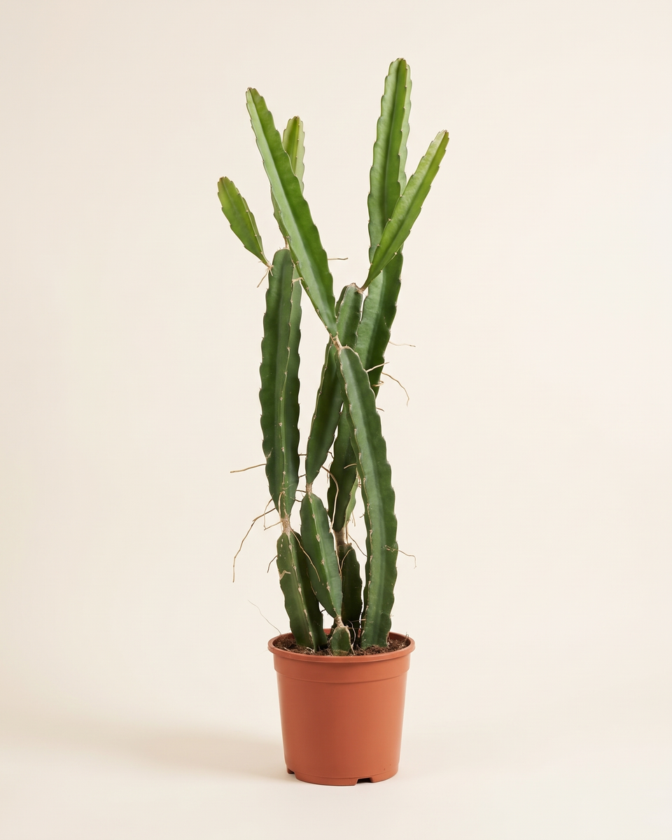 Cactus Hylocereus Undatus Column صبار صبار التنين