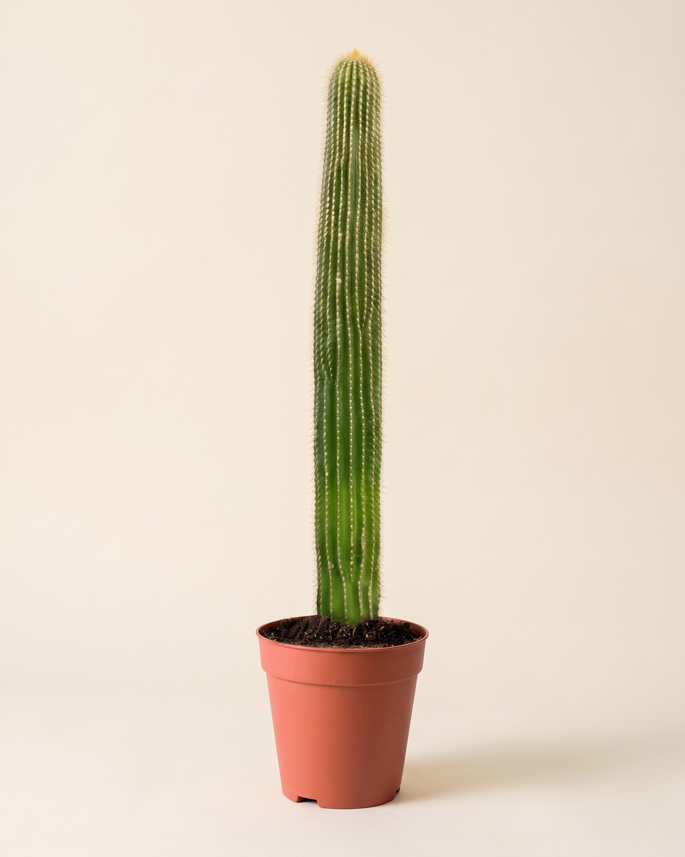 Cactus Neobuxbaumia Polylopha Column صبار العمود المكسيكي
