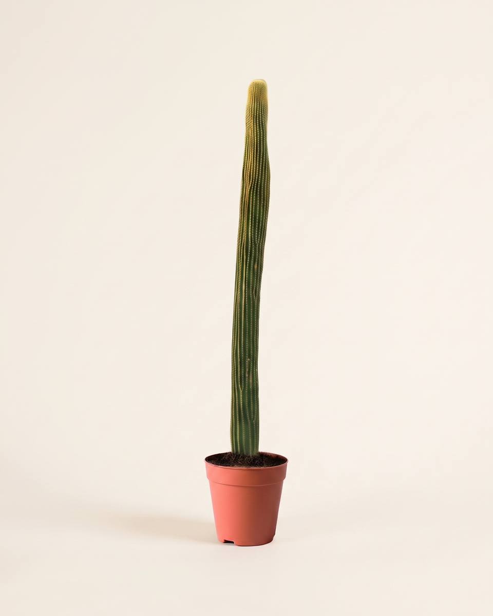 Cactus Neobuxbaumia Polylopha Column (Specimen) صبار العمود المكسيكي