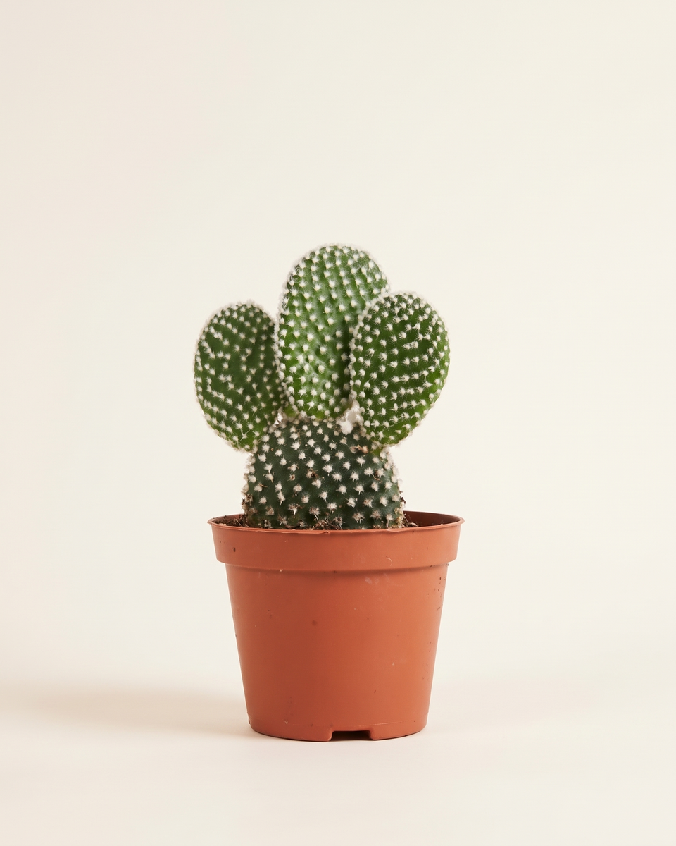 Cactus Opuntia Microdasys Bush صبار أذن الأرنب