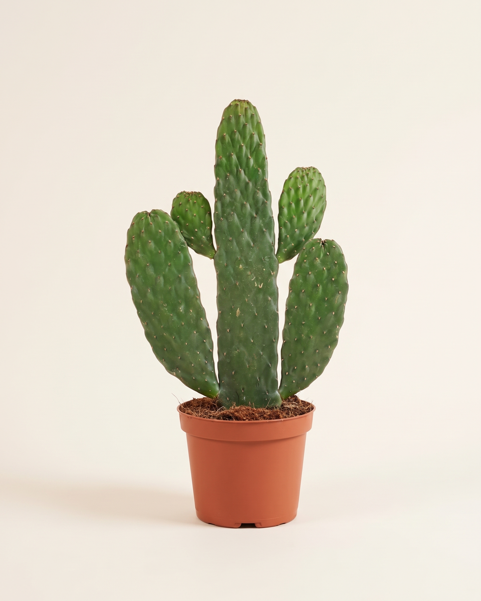 Cactus Opuntia Red Sting Bush صبار أوبونتيا ريد ستينج