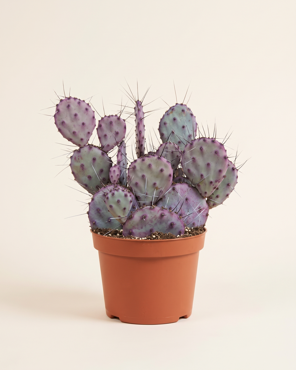 Cactus Opuntia Santa Rita Bush صبار أوبونتيا سانتا ريتا
