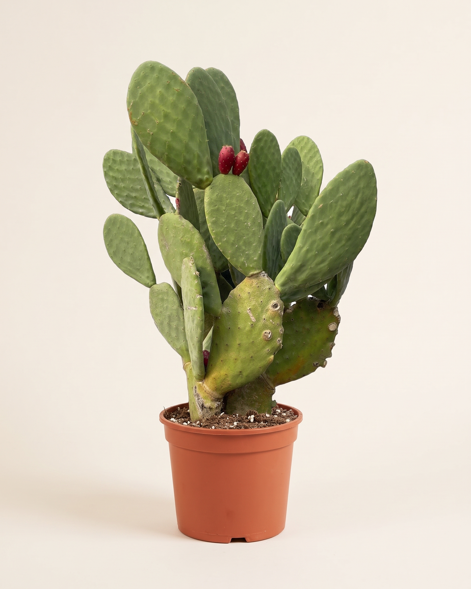 Cactus Opuntia Semi Inermis Bush صبار أوبونتيا سيمي إنرميس