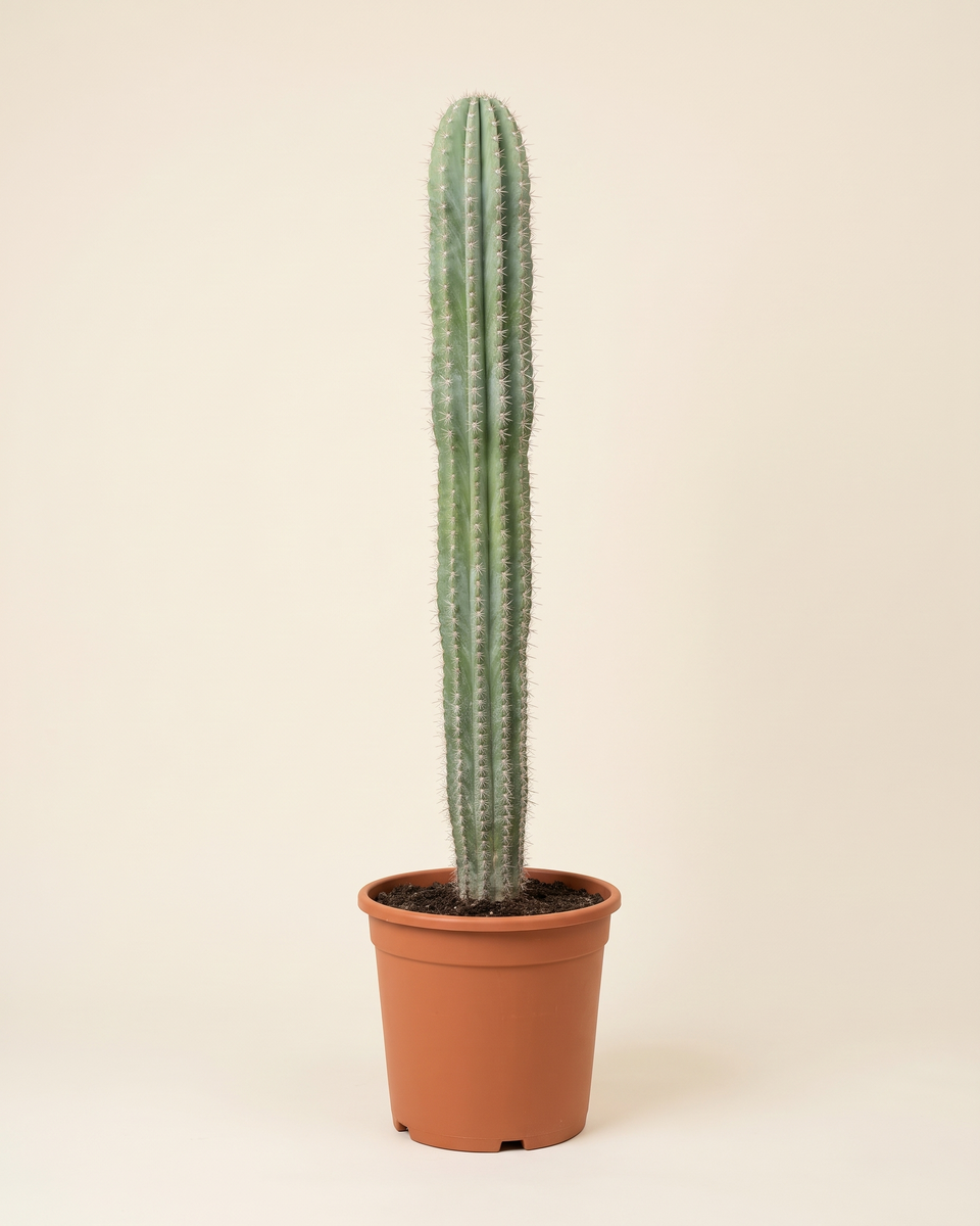 Cactus Pachycereus Pringlei Column صبار باكيسيريوس برينغلي