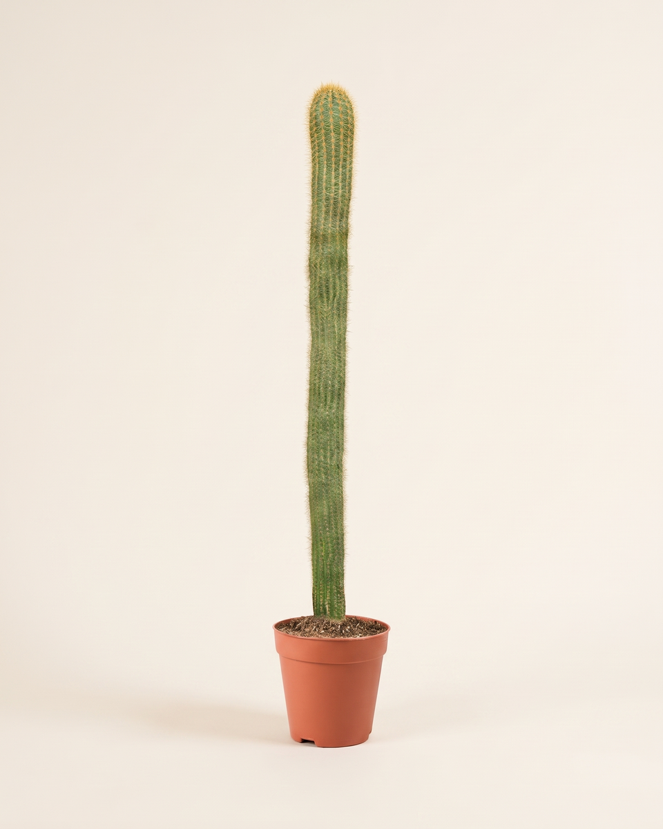 Cactus Pachycereus Pringlei Column (Specimen) صبار باكيسيريوس برينغلي