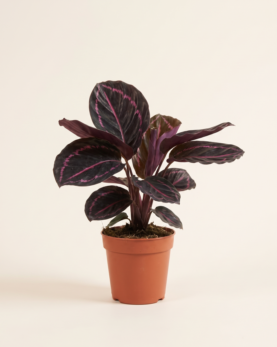 Calathea Beauty Star Clump كالاثيا بيوتي ستار
