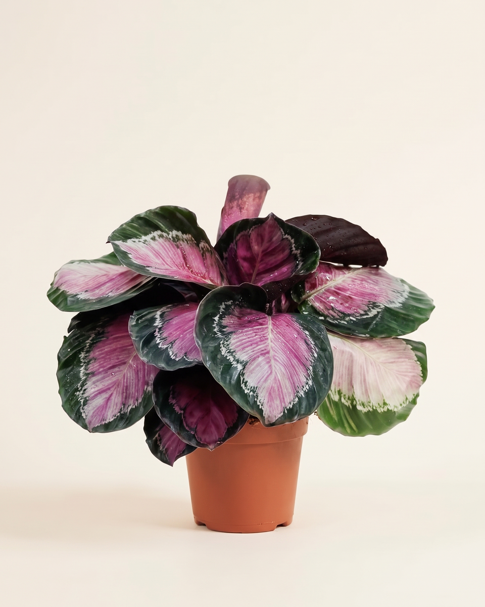 Calathea Roseopicta Clump كالاثيا روزيوبيكتا