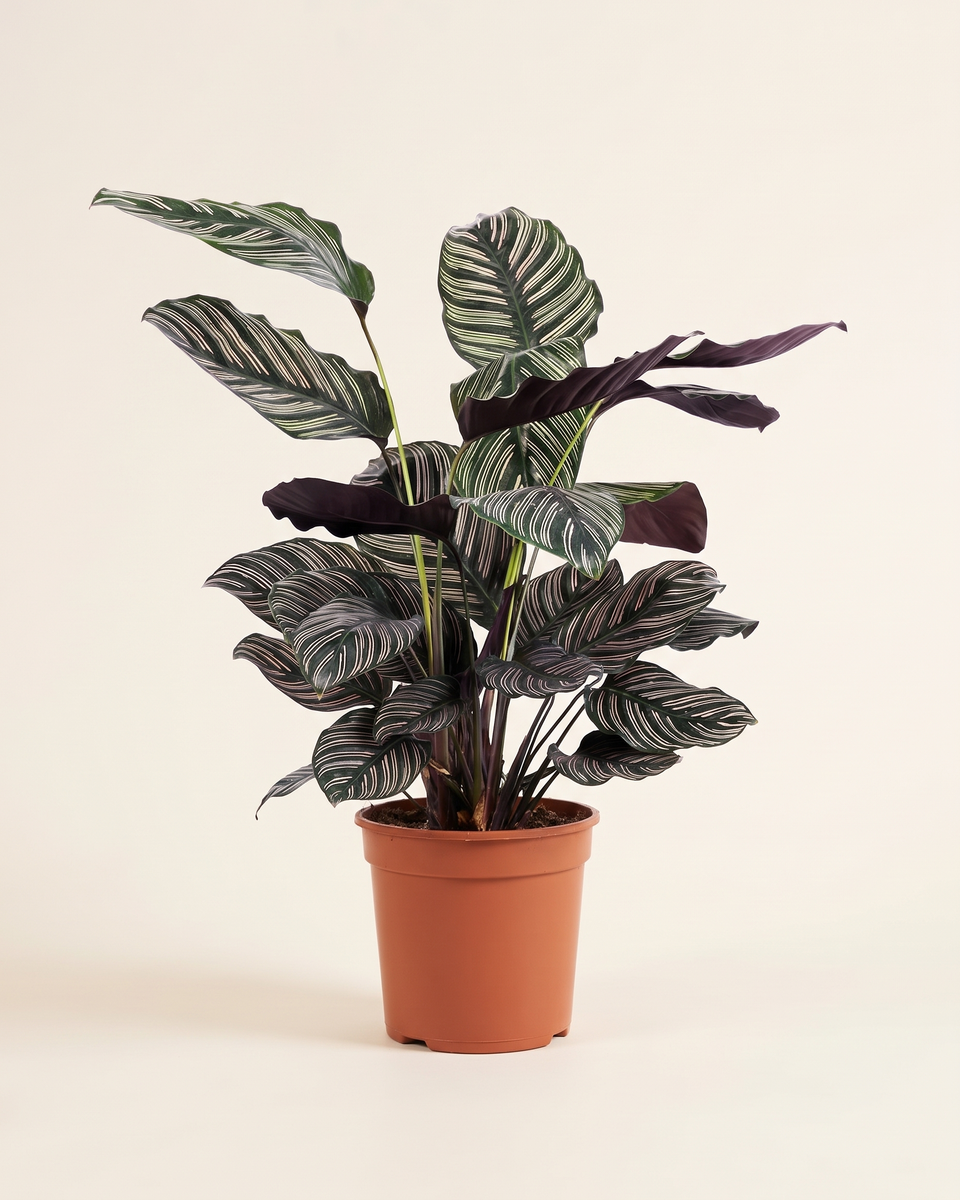 Calathea Sanderiana Pinstripe Clump كالاثيا سانديريانا بينسترايب