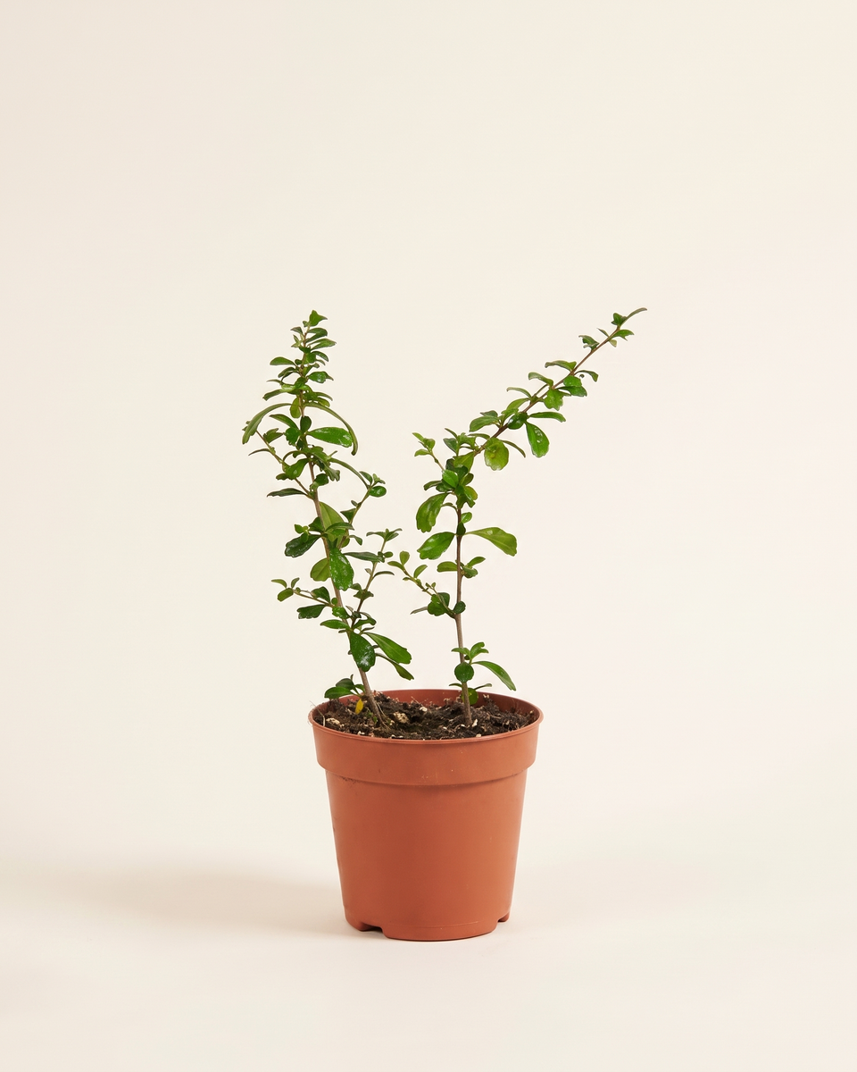 Carmona Bush (Young) كارمونا