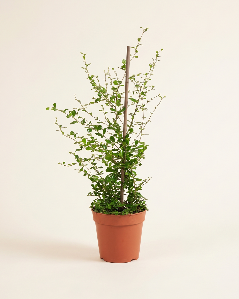 Carmona Bush (Young) كارمونا