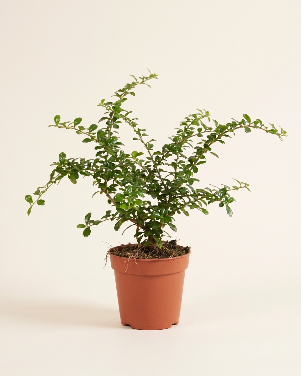 Carmona Bush (Young) كارمونا