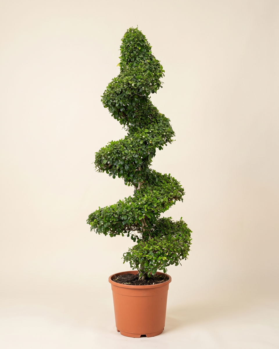 Carmona Spiral Topiary كارمونا
