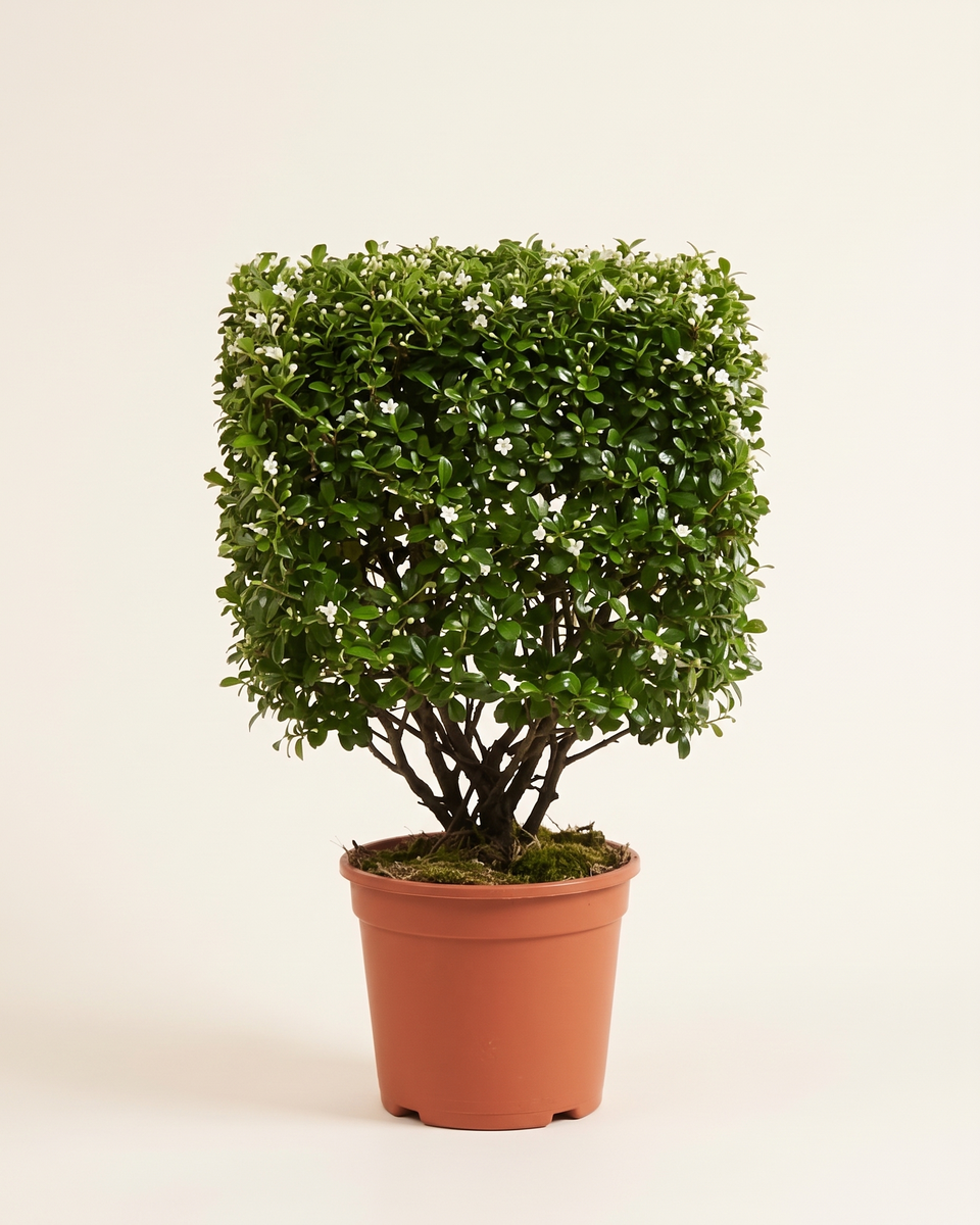 Carmona Cube Topiary كارمونا