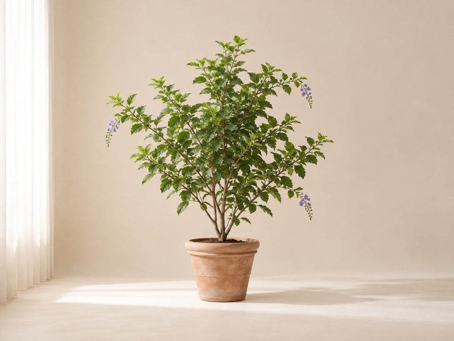 Duranta
