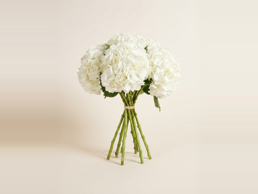 Hydrangea