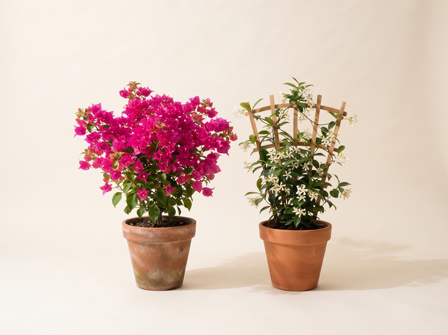 Flowering shrubs & climbers