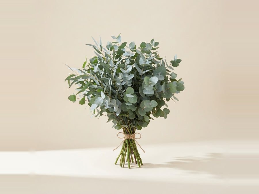 Eucalyptus