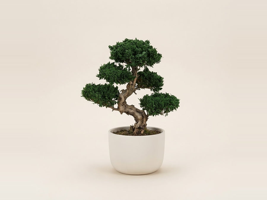 Preserved trees