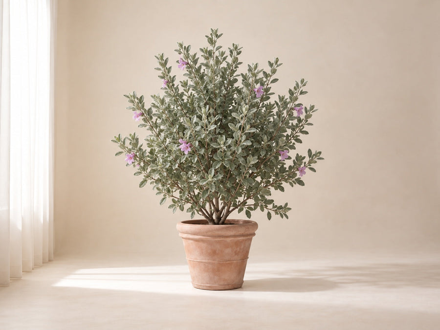 Leucophyllum