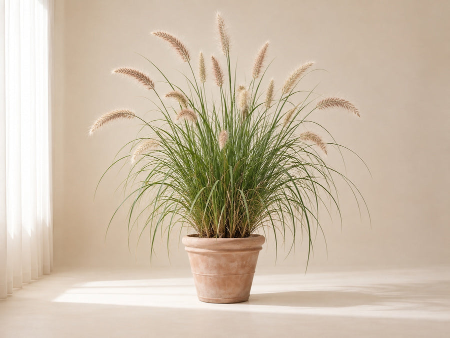 Pennisetum