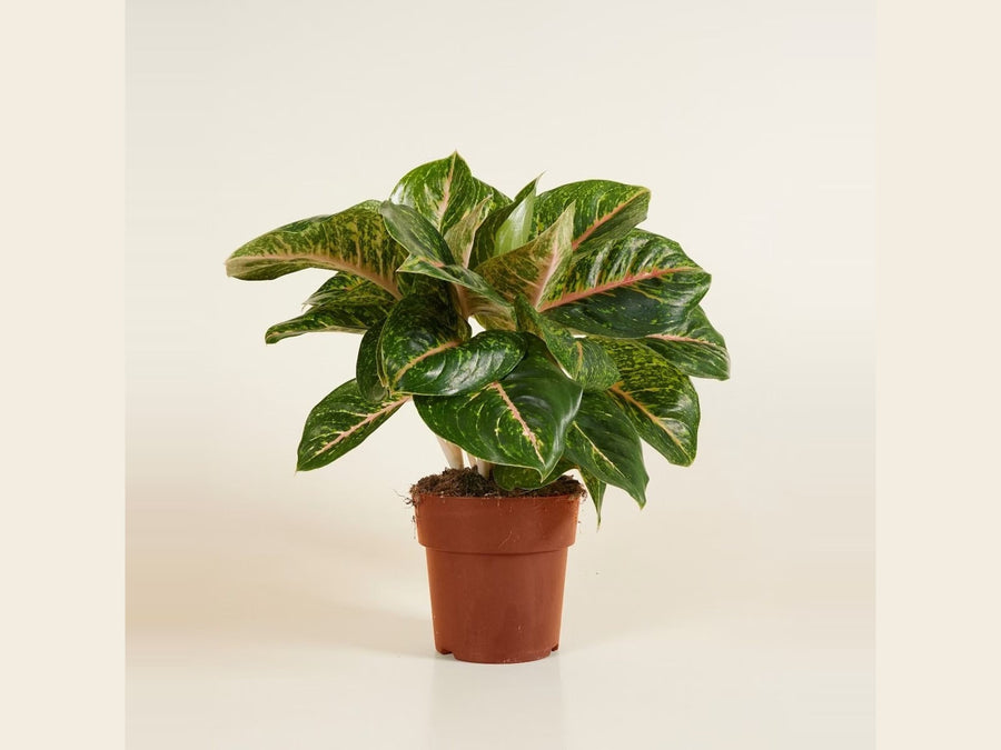 Aglaonema