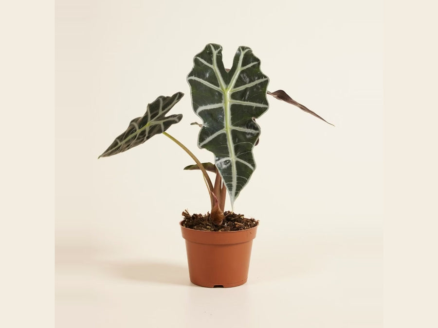Alocasia