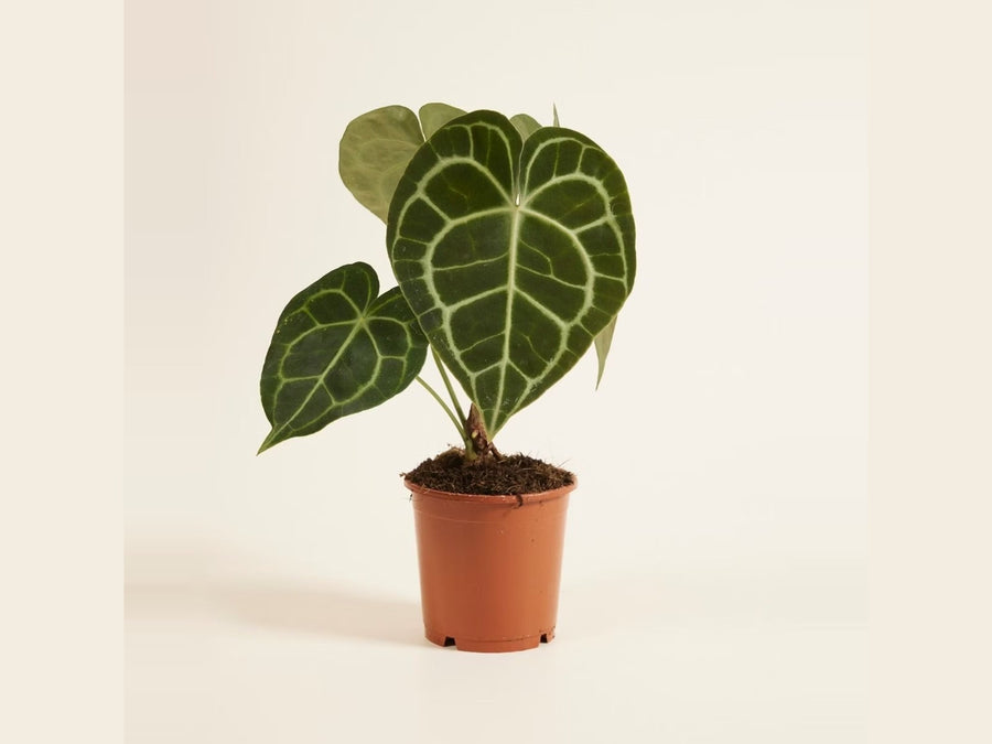 Anthurium