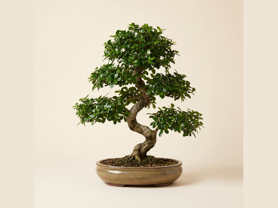 Bonsai