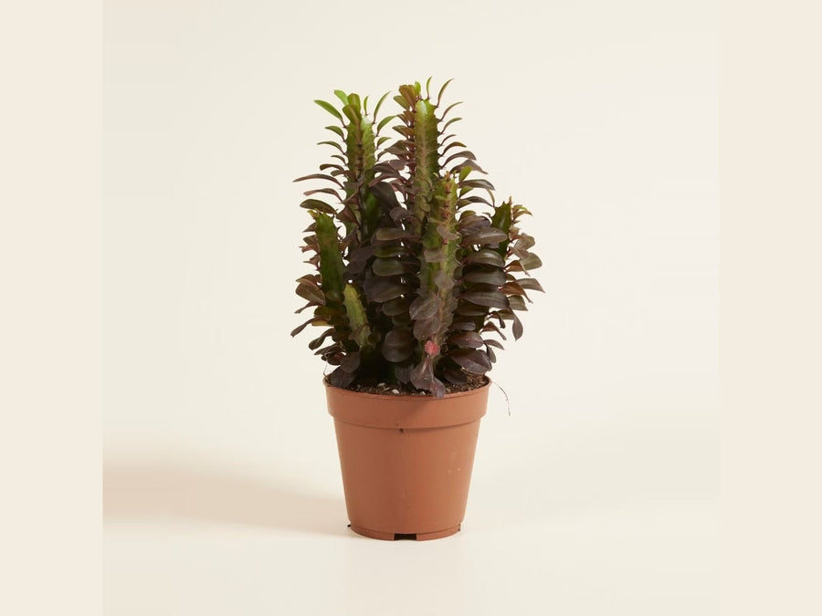 Cacti