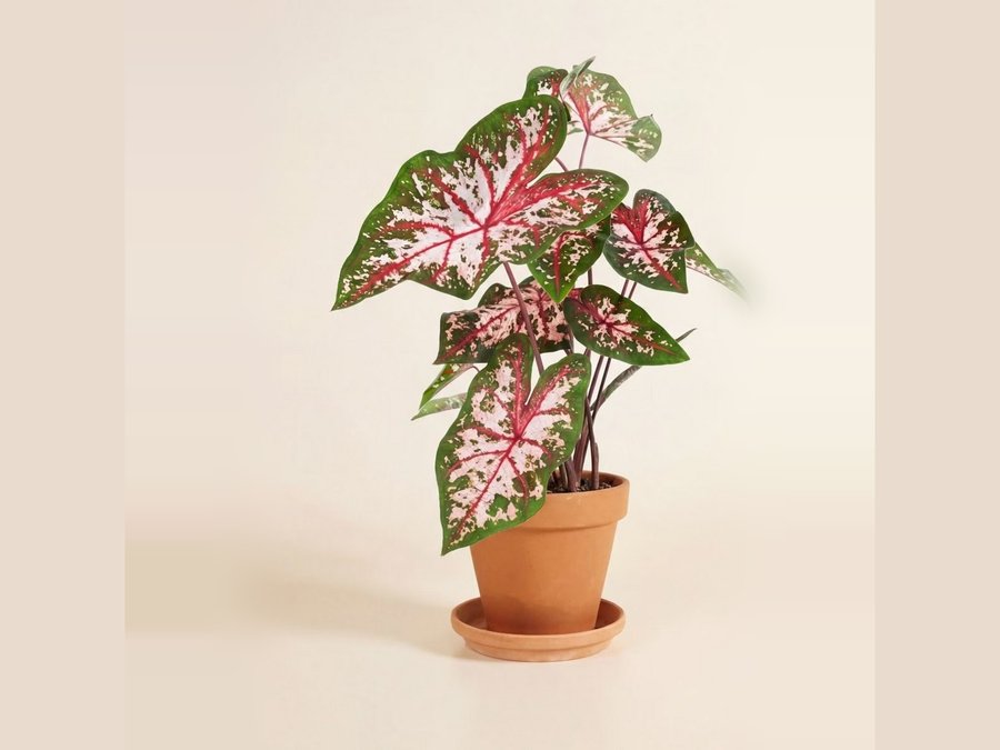 Caladium