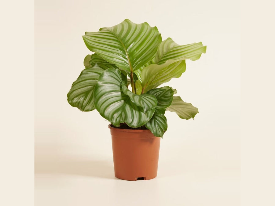 Calathea