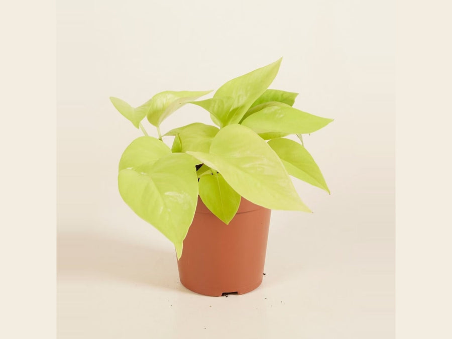 Pothos (Epipremnum)