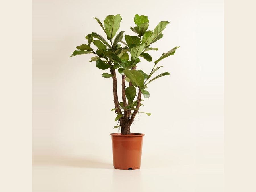 Ficus