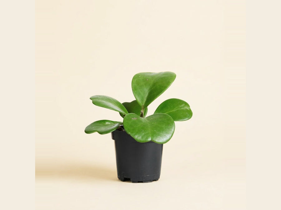 Hoya