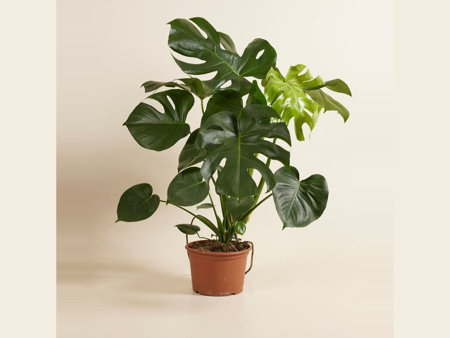 Monstera