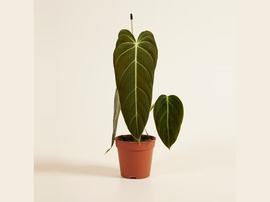 Philodendron