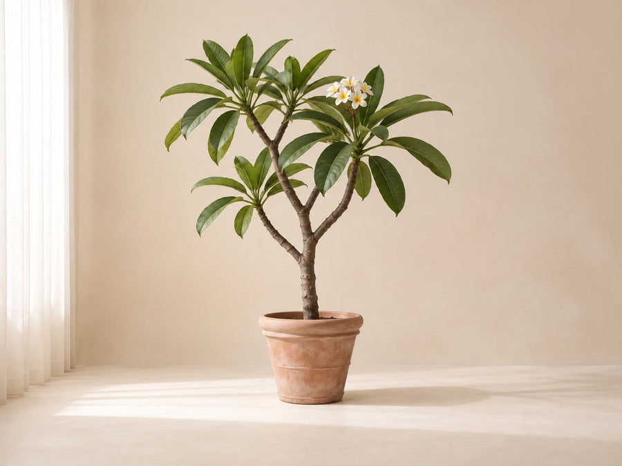 Plumeria