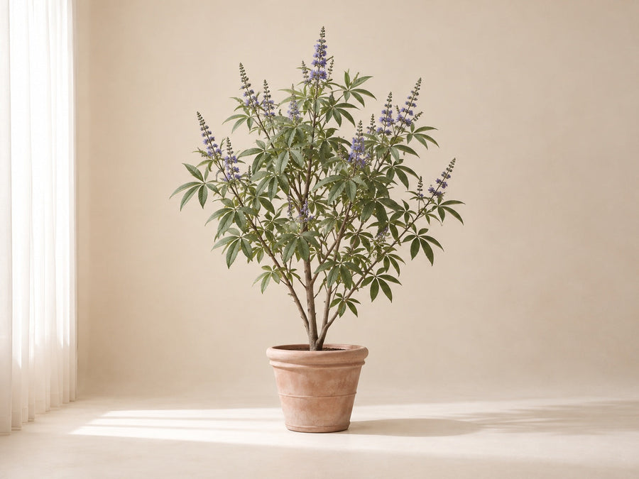 Vitex