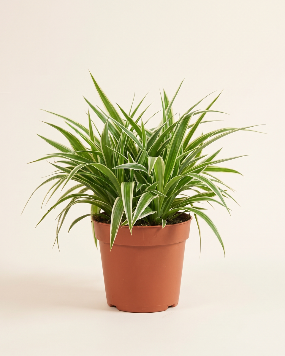Chlorophytum Ocean Bush (Young) كلوروفيتوم أوشن